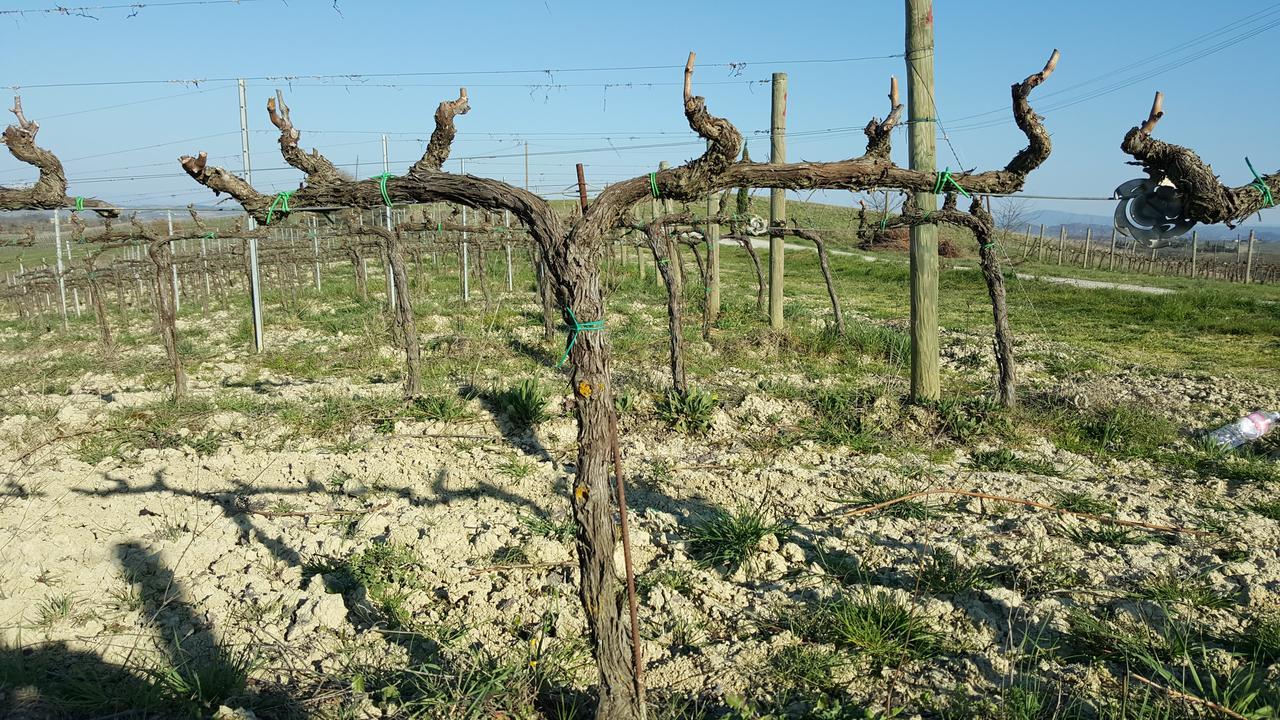 Montepulciano Stazione 아그리투리스모 포데레 카사 알 벤토 빌라 외부 사진